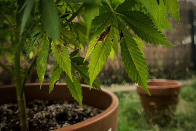 Wie man Alternaria an Cannabispflanzen erkennt und verhindert