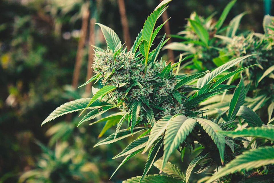 Wie man Cannabis outdoor anbaut 2026