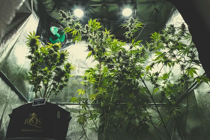 Cannabis indoor anbauen: ein Gesamtüberblick