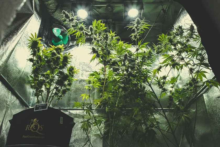 Cannabis indoor anbauen: ein Gesamtüberblick - RQS Blog