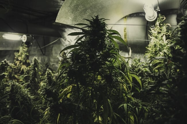 Verschiedene Cannabissorten im selben Grow Room anbauen