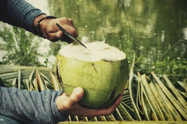 Kann man Cannabis mit Kokosnusswasser düngen?