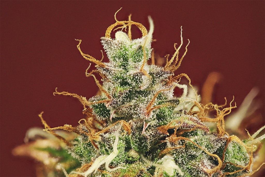 Die Bedeutung von Blütenstempeln für Cannabisanbauer