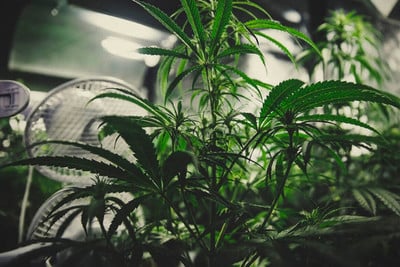 Die genialsten Verstecke, um Cannabis aufzubewahren. - RQS Blog