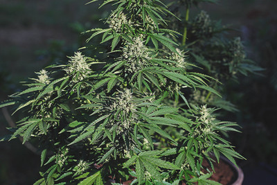 Samen oder Klone: Was ist besser für den Anbau von Cannabis? - RQS Blog