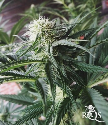 Power Flower Power Flower