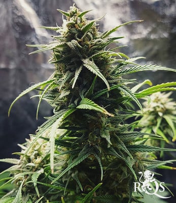 Royal Critical Auto Royal Critical Auto