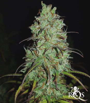 Royal AK Auto Royal AK Auto