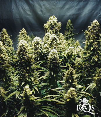 Royal AK Auto Royal AK Auto