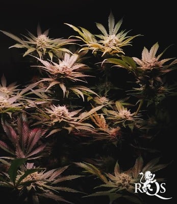 Royal Cheese (Fast Flowering)