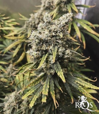 Sour Diesel Sour Diesel