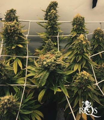 Sour Diesel Sour Diesel