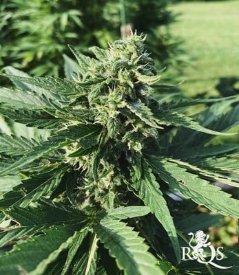 Honey Cream (Fast Flowering) Honey Cream (Fast Flowering)