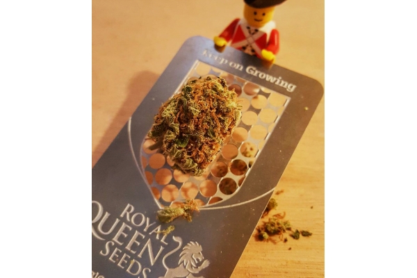 Cannabis-Karten-Grinder mit RQS-Logo
