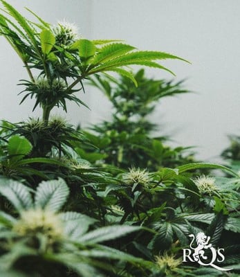 Blue Cheese Blue Cheese