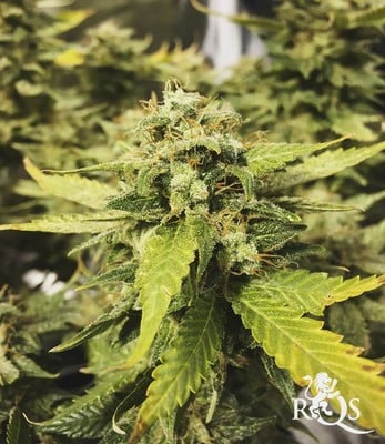 Blue Cheese Blue Cheese