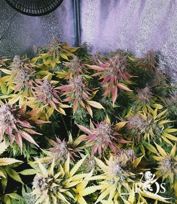 Blue Cheese Blue Cheese