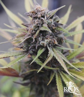 Somango XL Somango XL