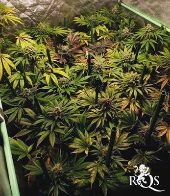 Somango XL Somango XL