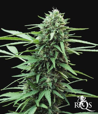 Speedy Chile (Fast Flowering)