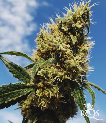 Mother Gorilla (Ehemals Royal Madre)