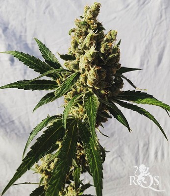 Mother Gorilla (Ehemals Royal Madre)