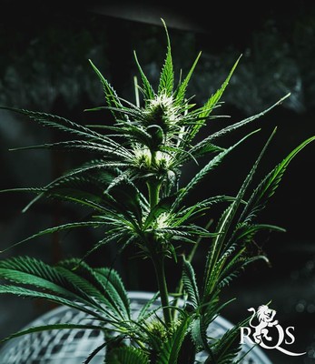 Mother Gorilla (Ehemals Royal Madre)