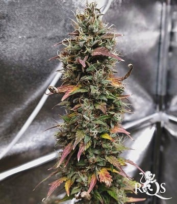 Stress Killer Automatic CBD Stress Killer Automatic CBD