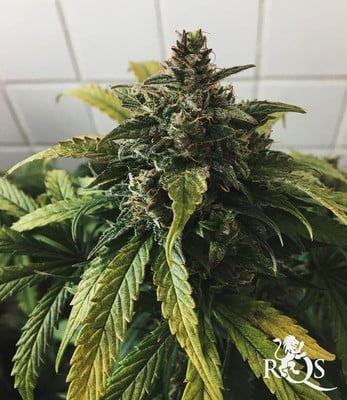 Stress Killer Automatic CBD Stress Killer Automatic CBD