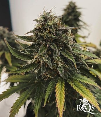 Fast Eddy Automatic CBD