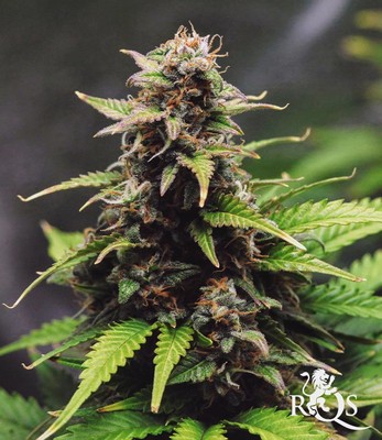 Royal Cookies Auto Royal Cookies Auto