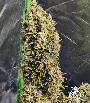 Royal Cookies Auto Royal Cookies Auto