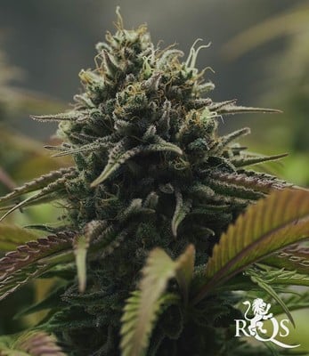 Purple Queen Purple Queen