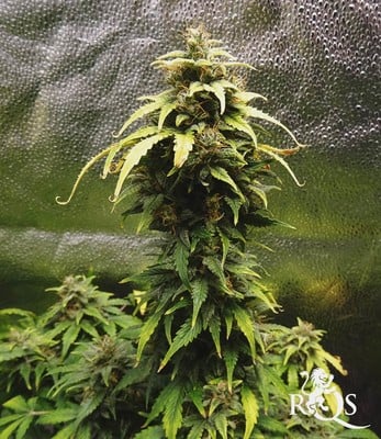 Solomatic CBD Solomatic CBD