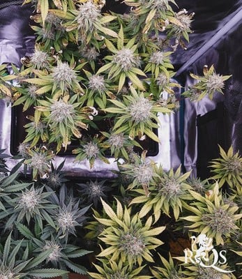 AMG - Amnesia Mac Ganja AMG - Amnesia Mac Ganja