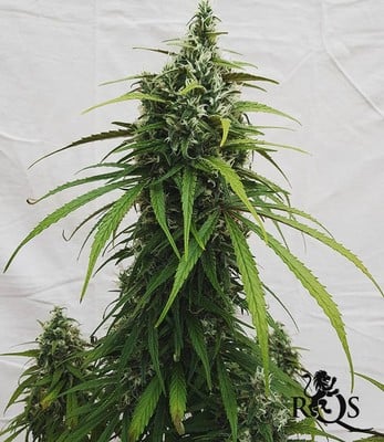 AMG - Amnesia Mac Ganja AMG - Amnesia Mac Ganja