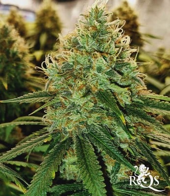 Cookies Gelato Cookies Gelato