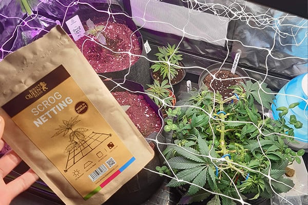 ScrOG-Netz ScrOG-Netz