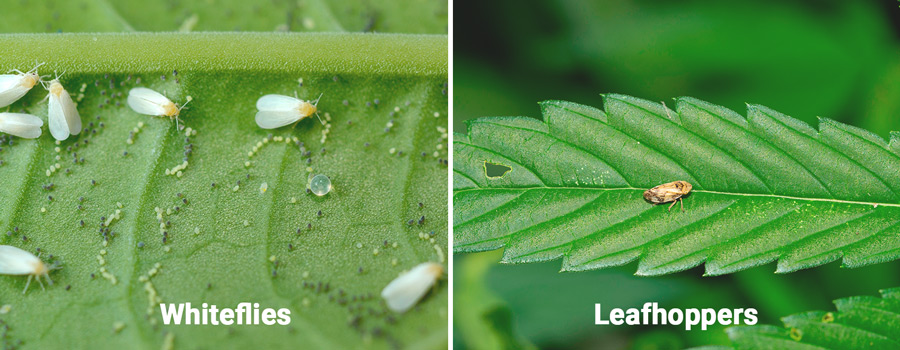 Whiteflies and Leafhoppers